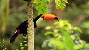 Tropic Toucan