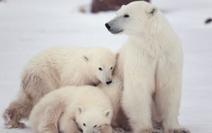 Polar Bears Family