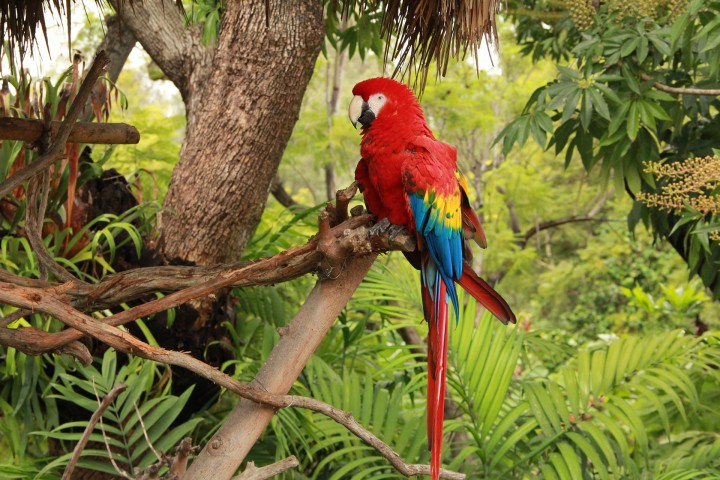 Tropical Rainforest Parrot