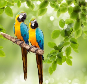 Two Parrots